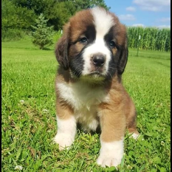 Meet your Posher, Tiffany - Picture 2 of 4