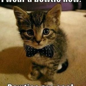 Meet your Posher, Paul