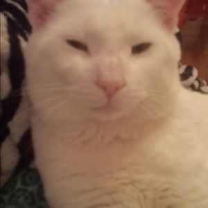 Meet your Posher, Thyda