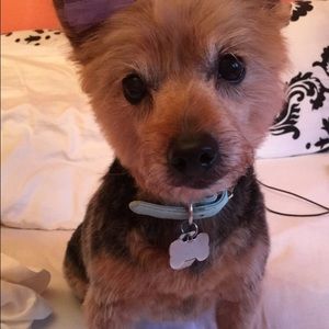 Meet your Posher, Josie