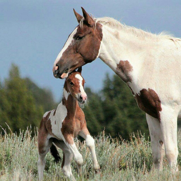 Meet your Posher, Haley - Picture 1 of 1
