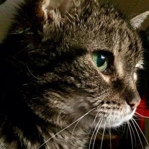 Meet your Posher, Bobbie