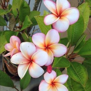 Meet your Posher, Shaleena