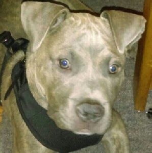 Meet your Posher, Dionne