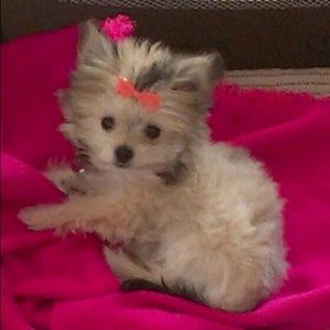 Meet your Posher, Shannon