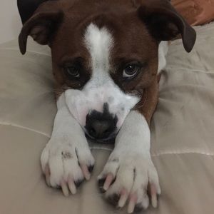 Meet your Posher, Monet