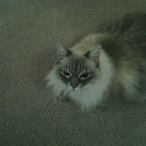 Meet your Posher, Cindy