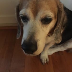 Meet your Posher, Pam