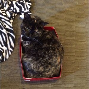 Meet your Posher, Dawn