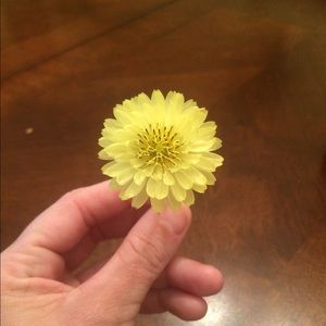 Meet your Posher, Holly