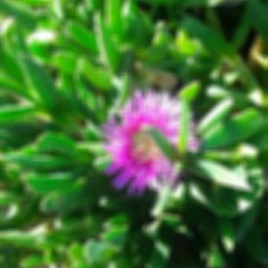 Meet your Posher, Ecclesia