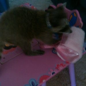 Meet your Posher, Charlotte