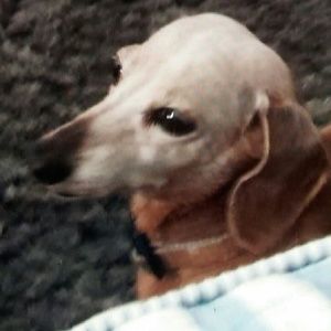 Meet your Posher, Peggy