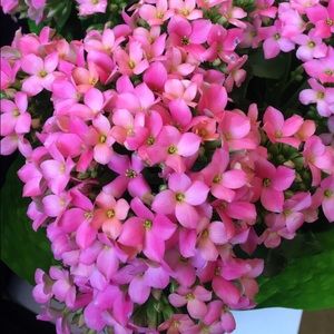 Meet your Posher, Mak