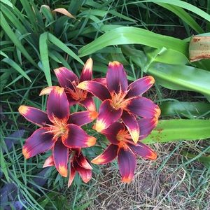 Meet your Posher, Pam