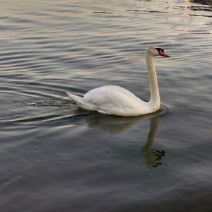 Meet your Posher, Mackenzie