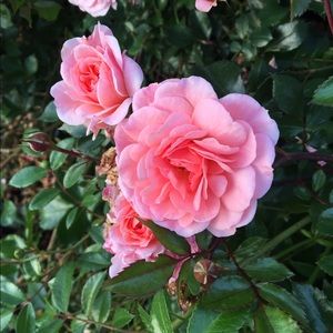 Meet your Posher, Annie