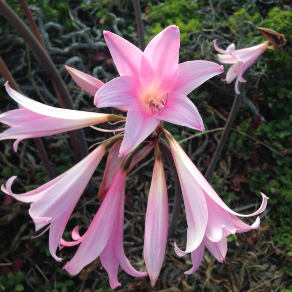 Meet your Posher, Helen - Picture 2 of 4