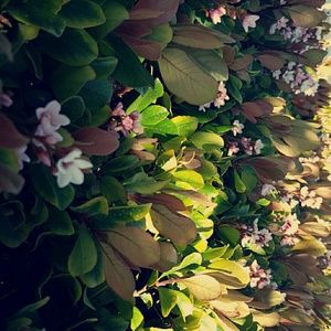 Meet your Posher, Irma