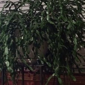 Meet your Posher, Gretchen