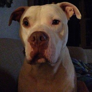 Meet your Posher, Shannon