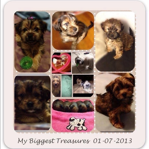 My FurBabies Biggest Treasures 🐶🐶🐶🐶🐶🐶🐶
