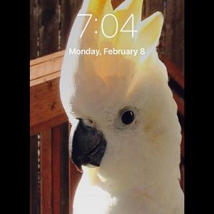 Meet your Posher, Larrinette