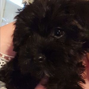 Meet your Posher, Dawn