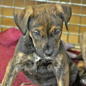 Meet your Posher, Dawn