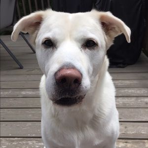 Meet your Posher, Beverly