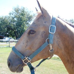 Meet your Posher, Bonnie