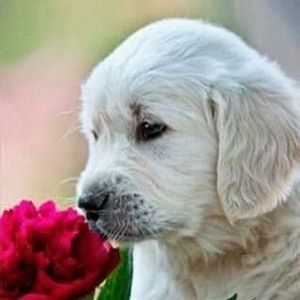 Meet your Posher, Hsiaowen