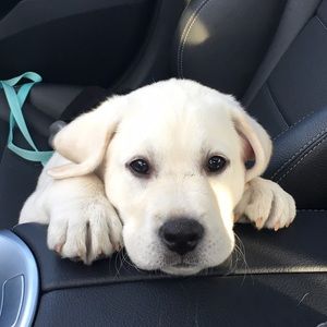 Meet your Posher, Dani