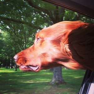 Meet your Posher, Haley