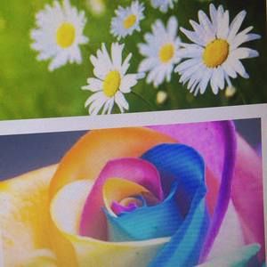 Meet your Posher, Dorothy