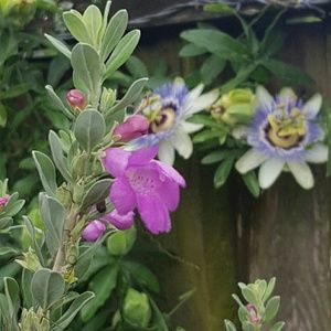 Meet your Posher, Brenda