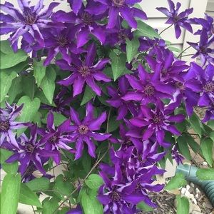 Meet your Posher, Jillian