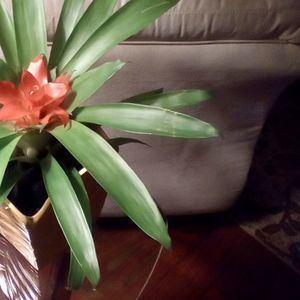 Meet your Posher, Eileen