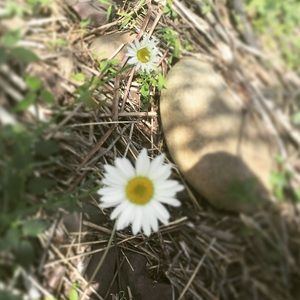 Birkenstocks are still up for sale!! Bare with me