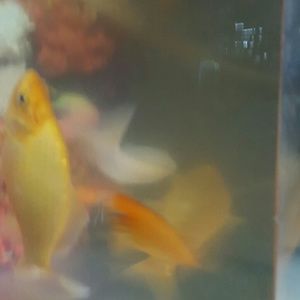 Meet your Posher, Micaela