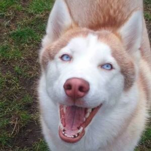 Meet your Posher, Dawn