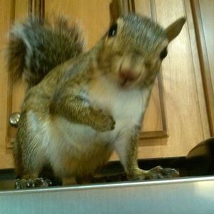 Meet your Posher, Sherry