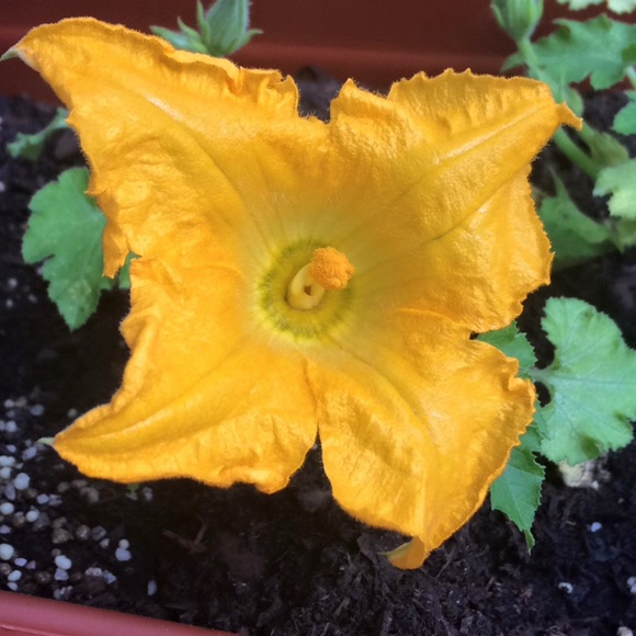 Meet your Posher, Catie - Picture 1 of 1