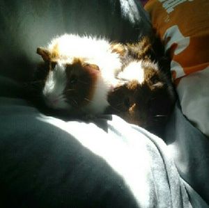 Meet your Posher, Annie