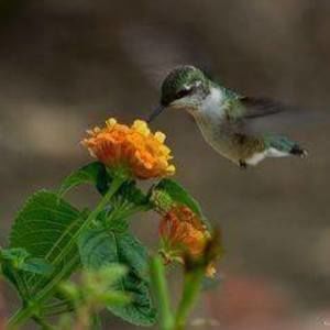 Meet your Posher, Romelia