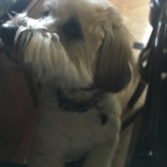 Meet your Posher, Rebecca