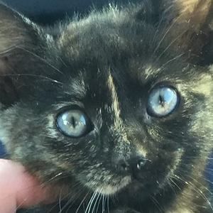 Meet your Posher, Mary