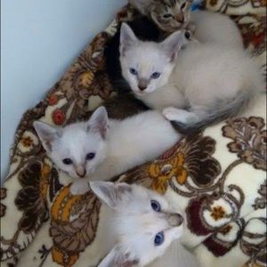 Meet your Posher, Cassidy