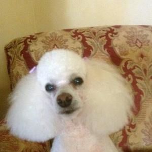 Meet your Posher, Hong