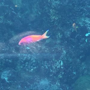 Meet your Posher, Glenda